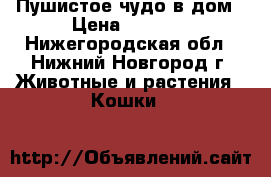 Пушистое чудо в дом › Цена ­ 3 500 - Нижегородская обл., Нижний Новгород г. Животные и растения » Кошки   